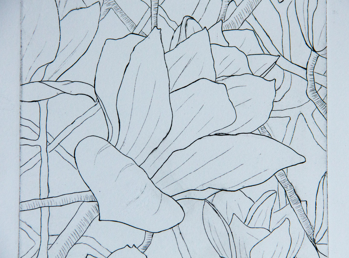 Black and White Flower